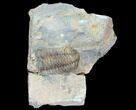 Fossil Calymene Trilobite Nodule - Morocco #100022-2